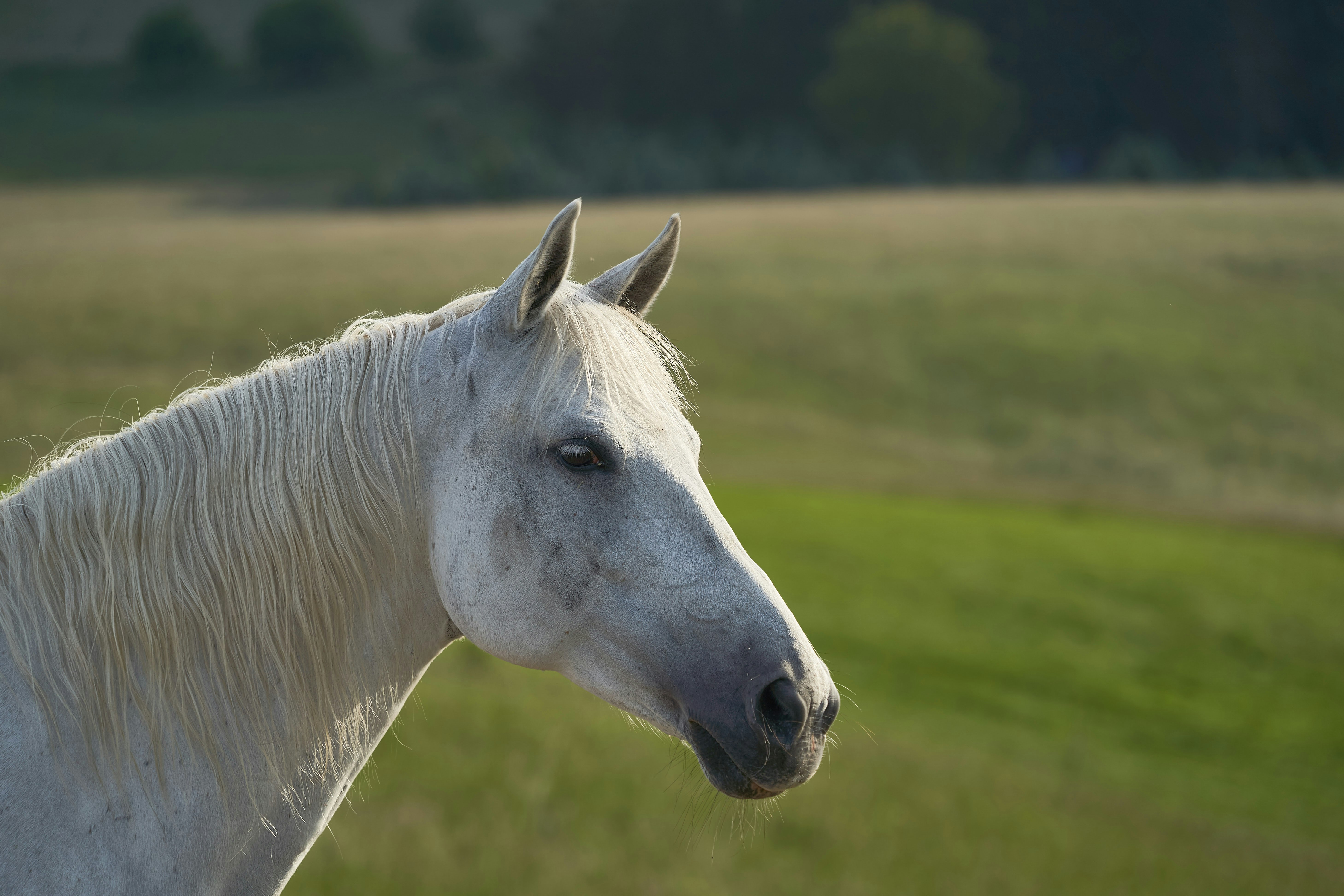 white horse on green grass field during daytime